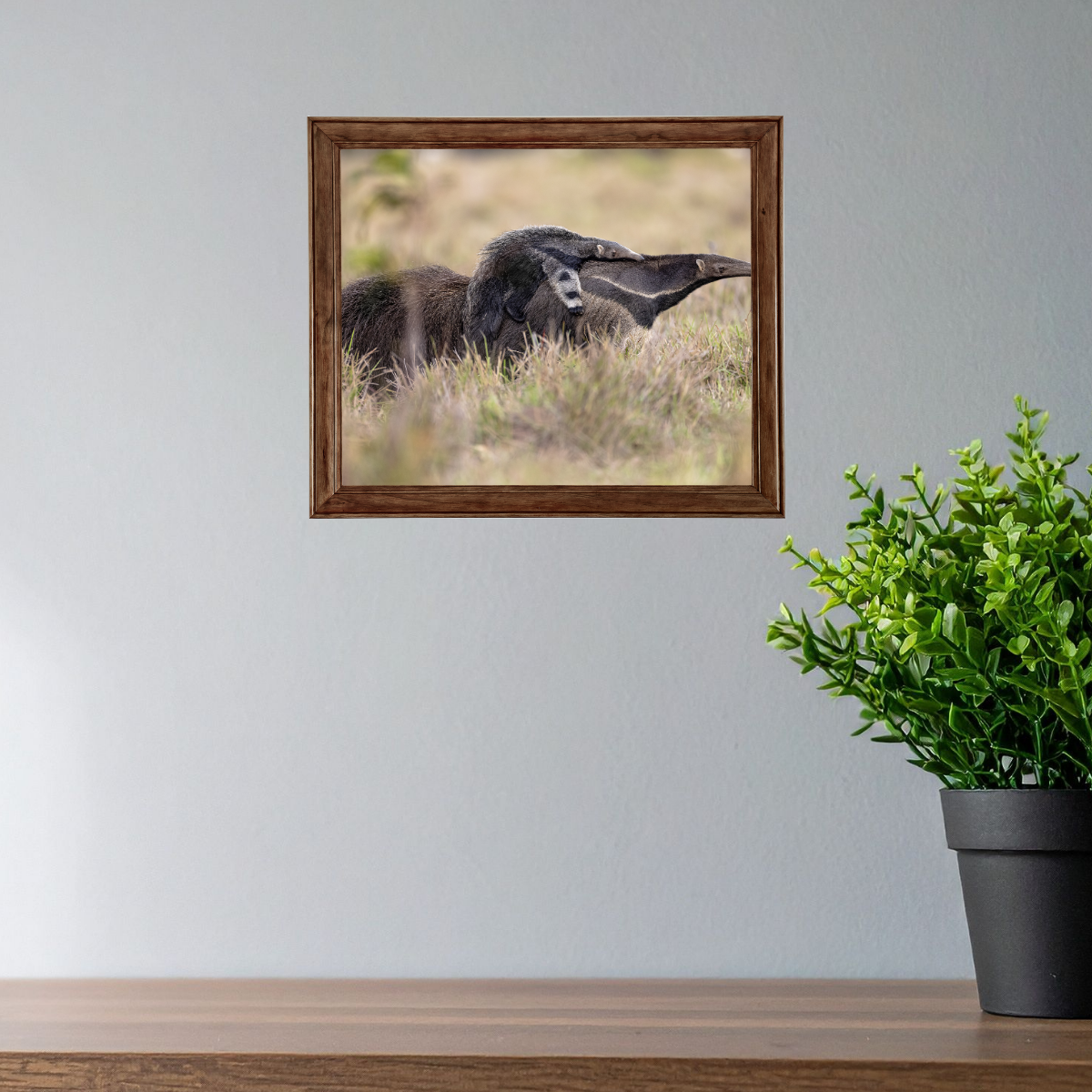 Ameisenbär (Fine Art Print 30x45cm)