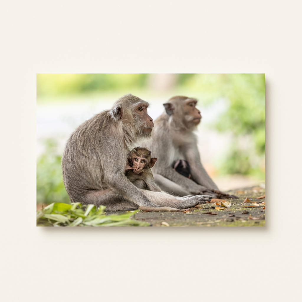 Makake 19.0 (Leinwandprint 60x90cm)