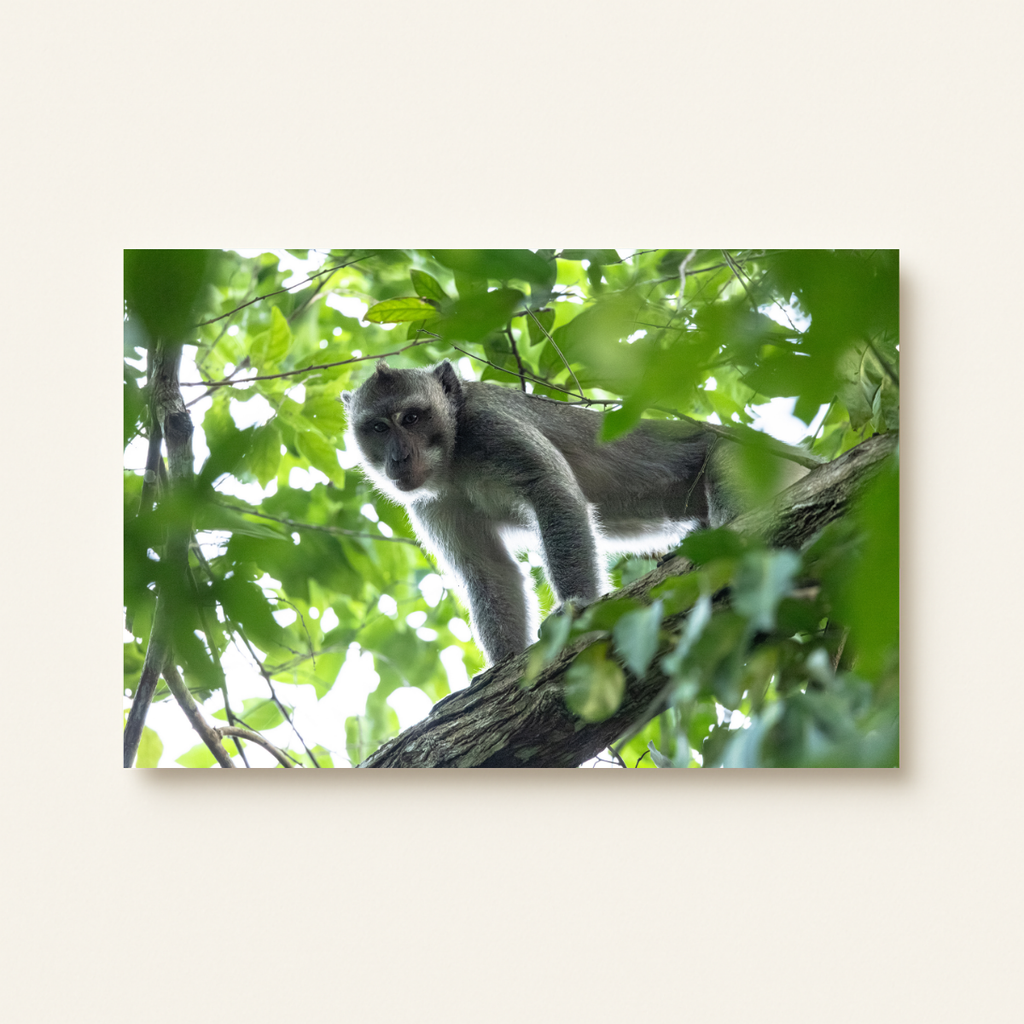 Makake 3.0 (Leinwandprint 60x90cm)
