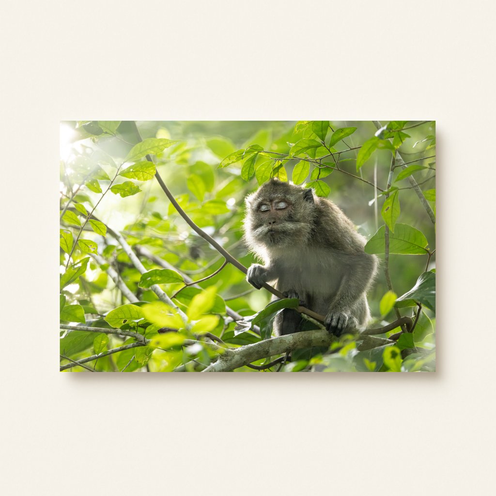 Makake 4.0 (Leinwandprint 60x90cm)