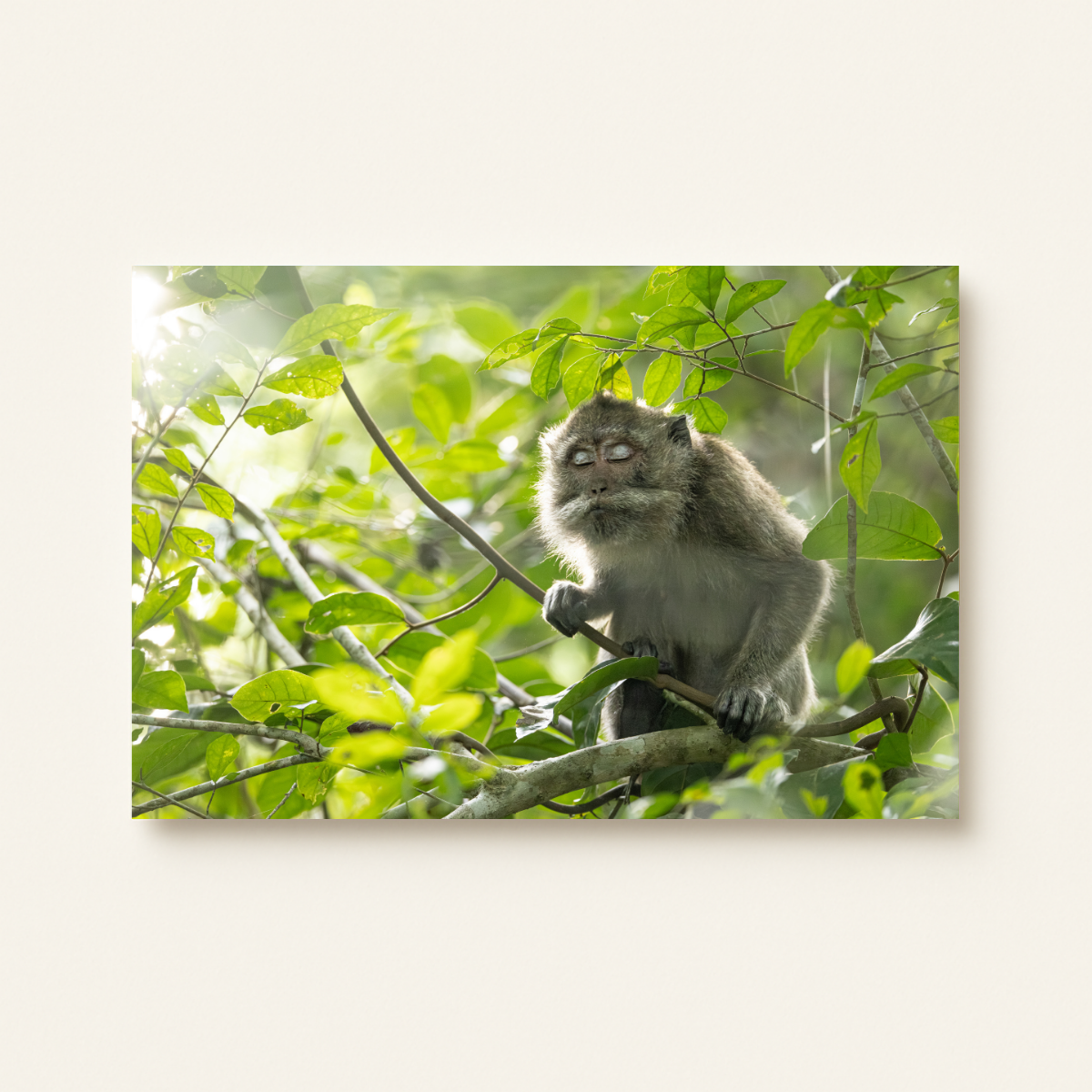 Makake 4.0 (Leinwandprint 60x90cm)