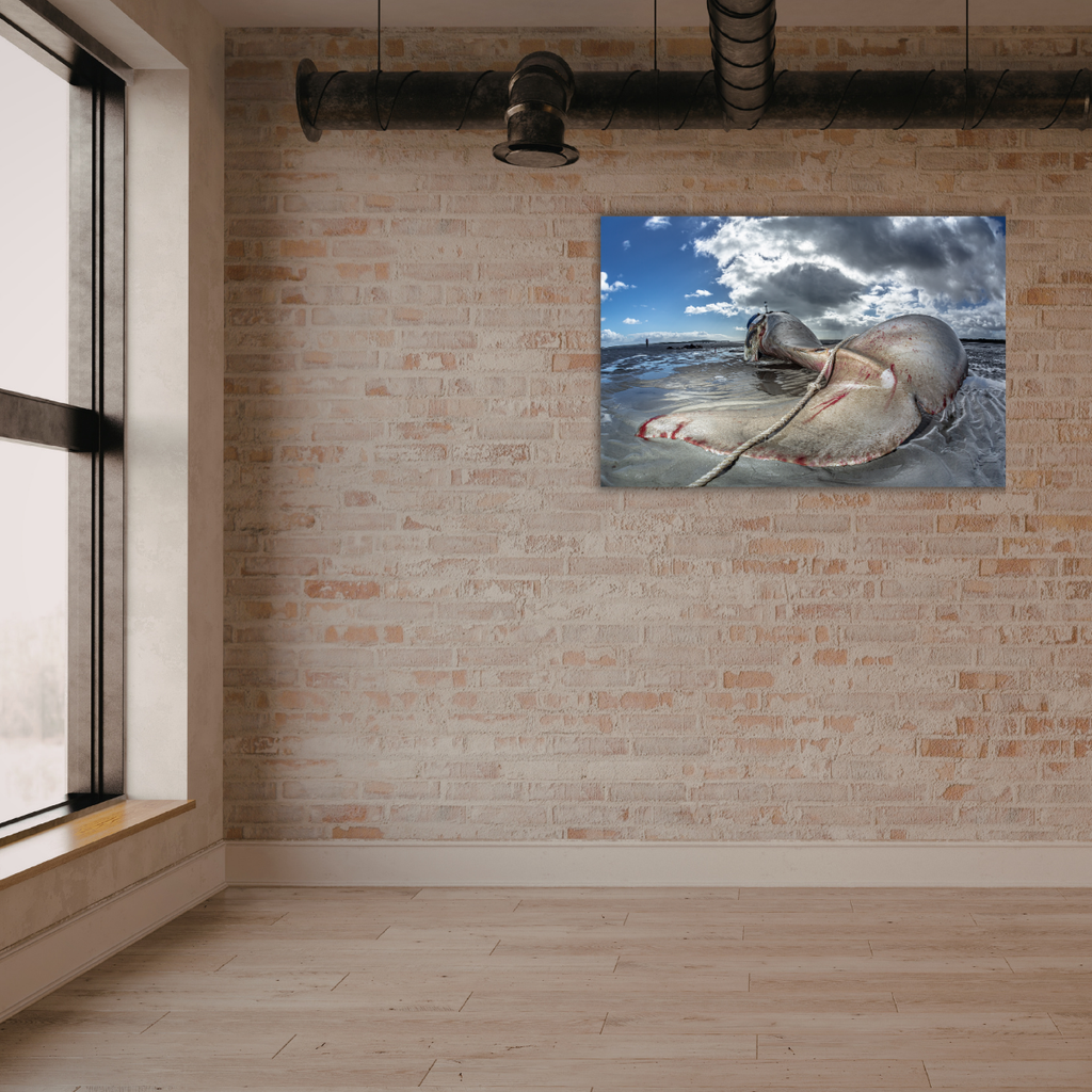 Orca Strandung in Australien (Leinwandprint 60x90cm)