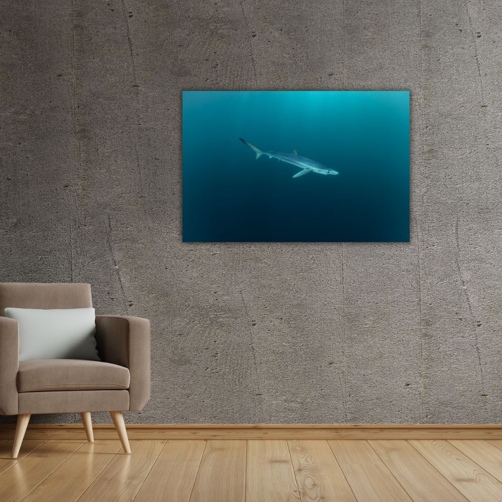 Blauhai 6.0 (Leinwandprint 60x90cm)
