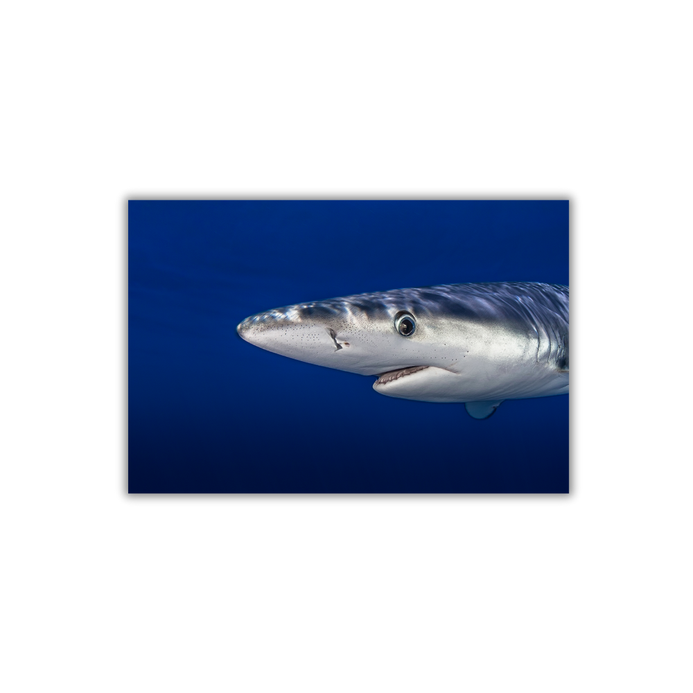Blauhai 9.0 (Fine Art Print 30x45cm)
