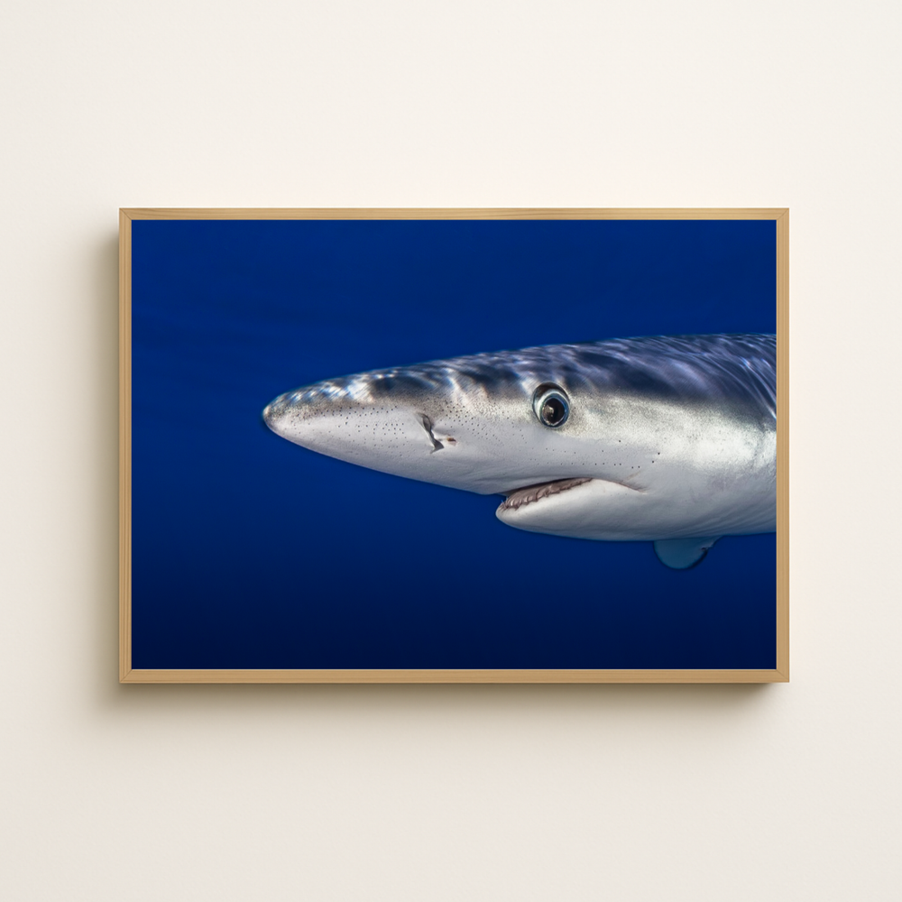 Blauhai 9.0 (Fine Art Print 30x45cm)