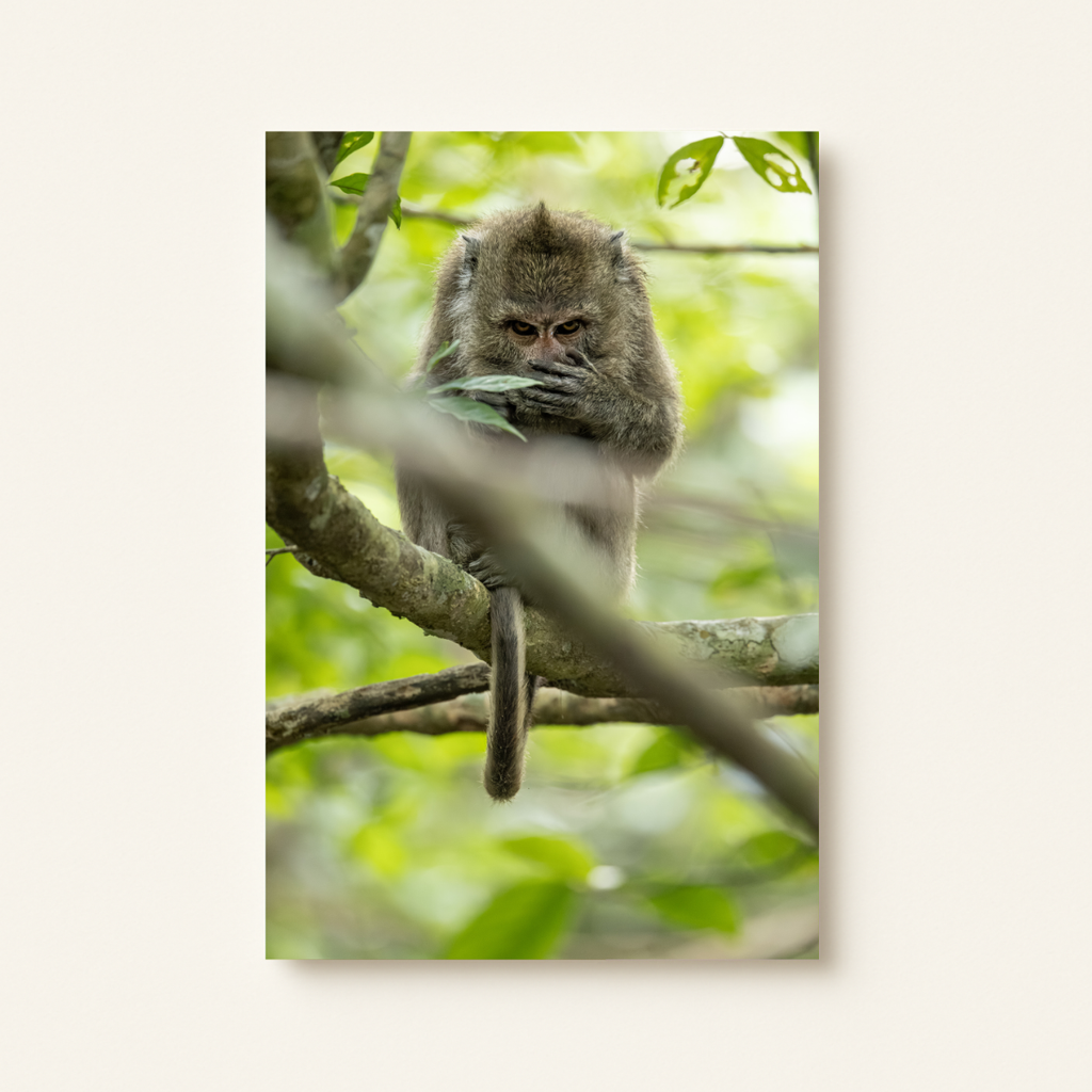 Makake 8.0 (Leinwandprint 60x90cm)