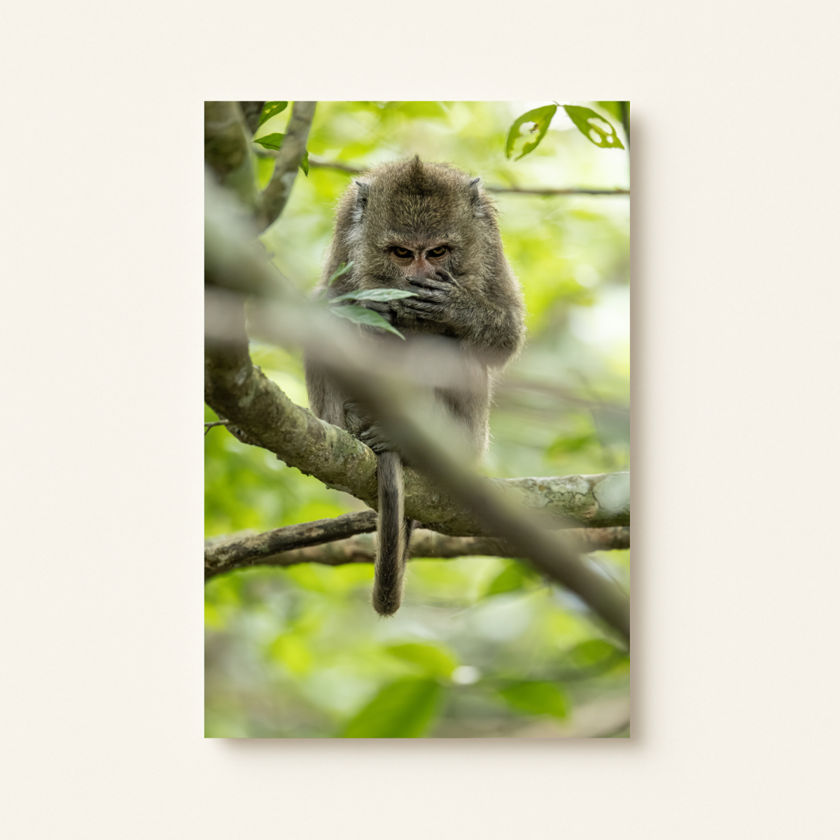 Makake 8.0 (Leinwandprint 60x90cm)