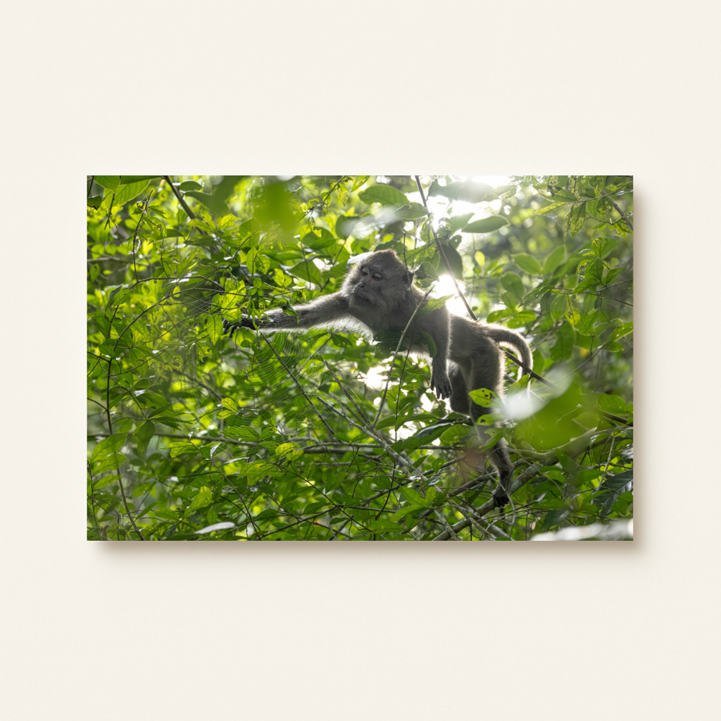Makake 9.0 (Leinwandprint 60x90cm)