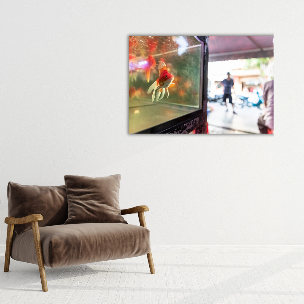 Goldfisch (Leinwandprint 60x90cm)