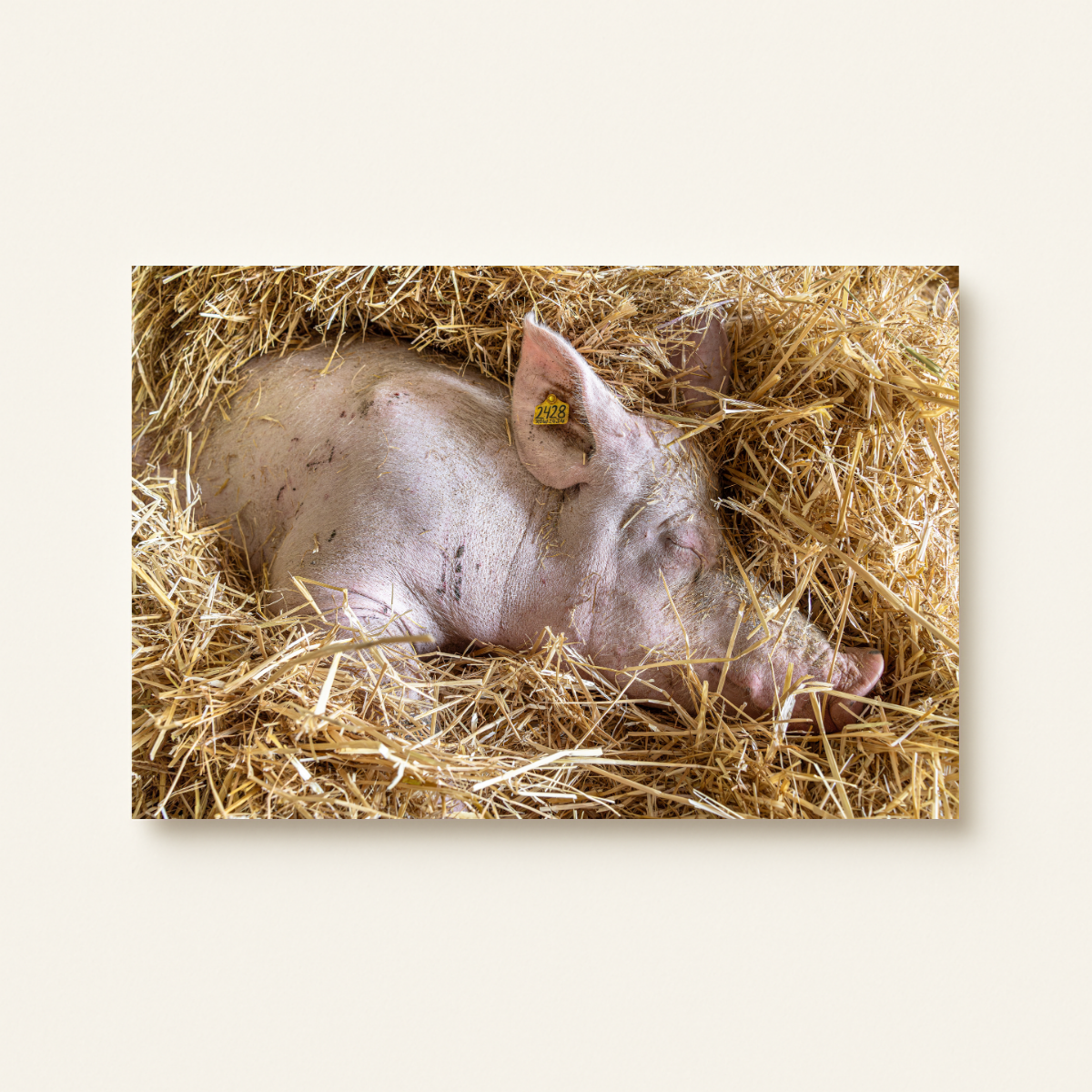 Mission Schwein (Leinwandprint 60x90cm)
