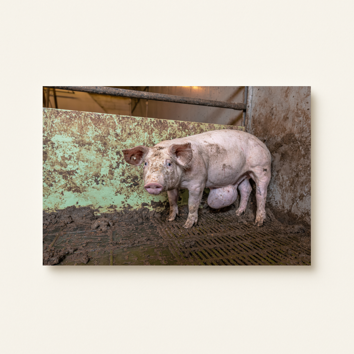 Mission Schwein 2.0 (Leinwandprint 60x90cm)