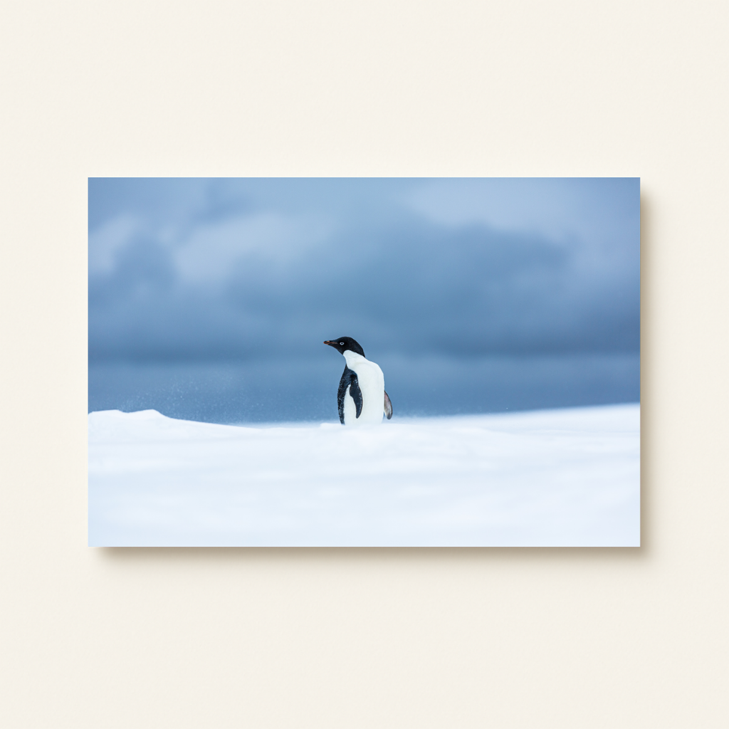 Adeliepinguin (Leinwandprint 60x90cm)