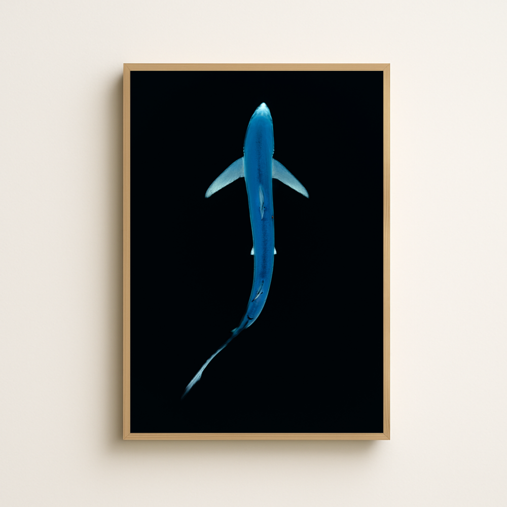 Blauhai 3.0 (Fine Art Print 30x45cm)