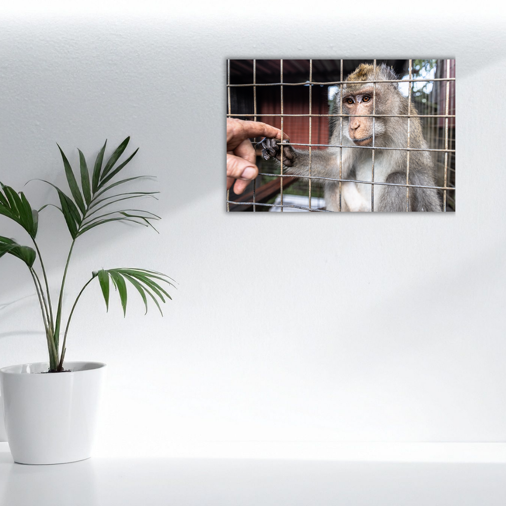 Makake 2.0 (Leinwandprint 60x90cm)