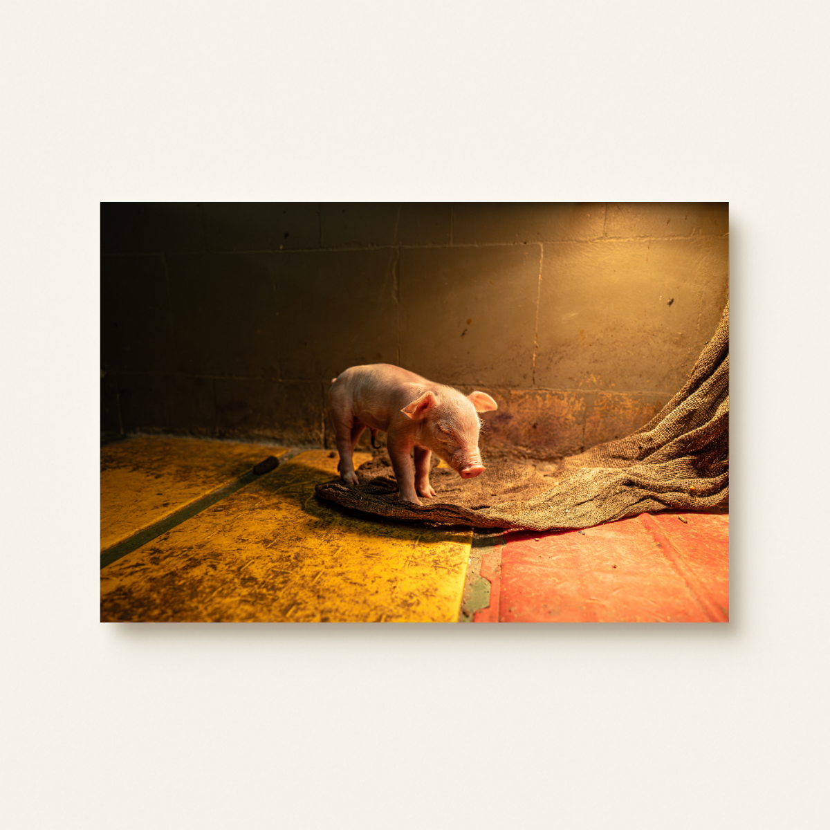 Mission Schwein 3.0 (Leinwandprint 60x90cm)