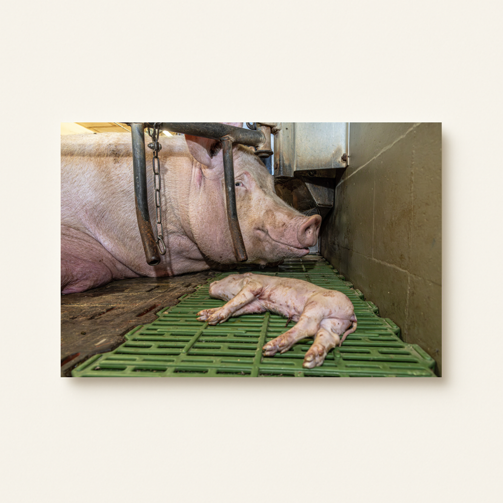 Mission Schwein 4.0 (Leinwandprint 60x90cm)