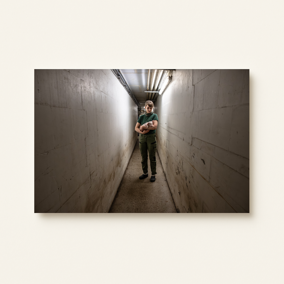 Mission Schwein 5.0 (Leinwandprint 60x90cm)