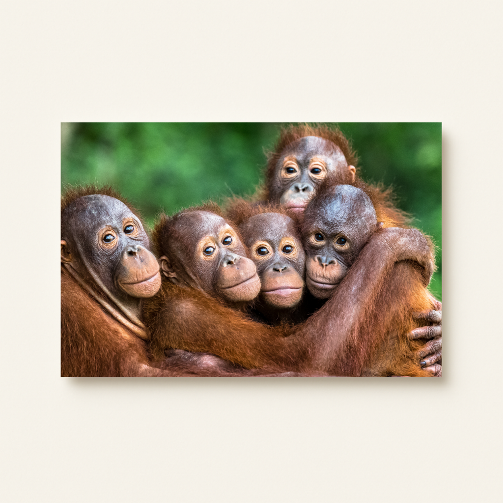 Orang-Utan (Leinwandprint 60x90cm)