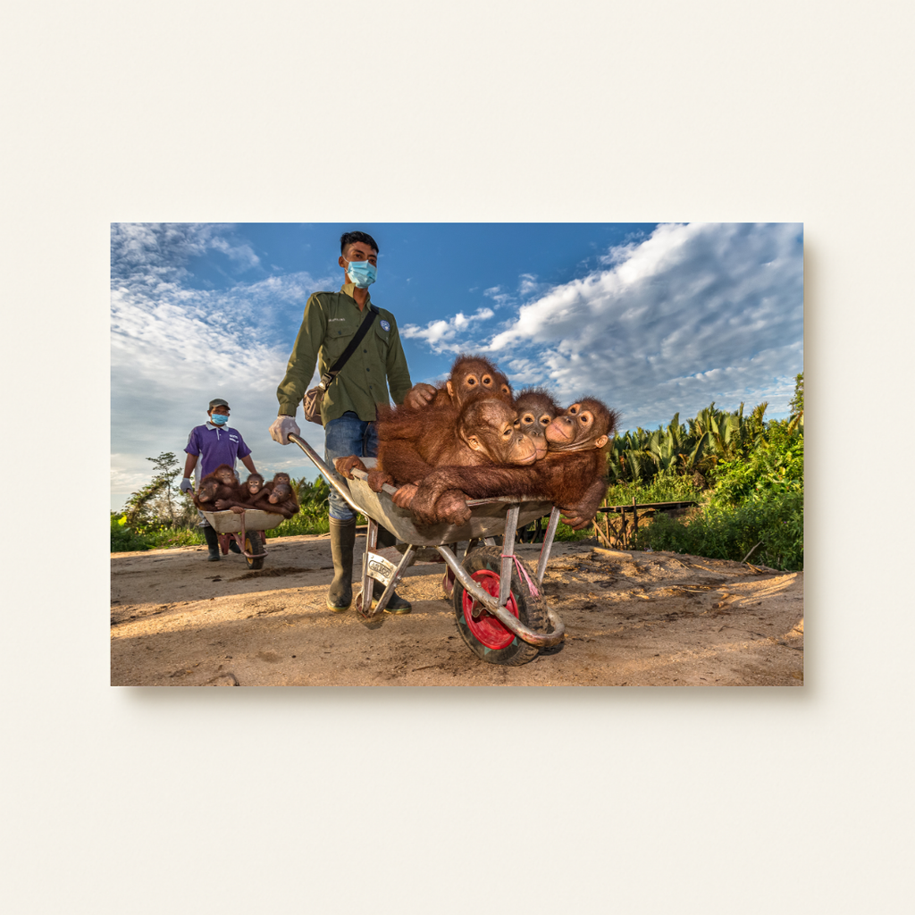 Orang-Utan Rescuecenter 2.0 (Leinwandprint 60x90cm)