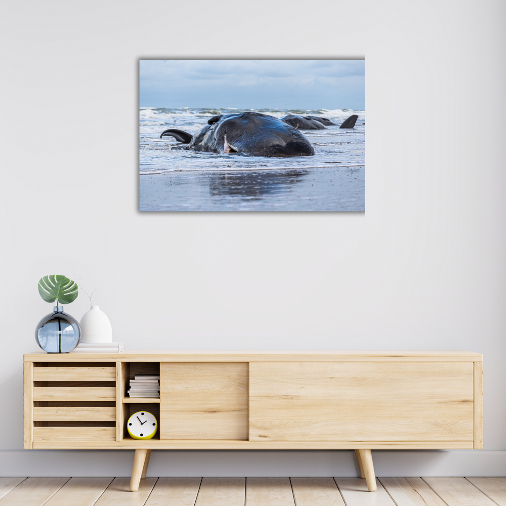 Pottwalstrandung (Leinwandprint 60x90cm)