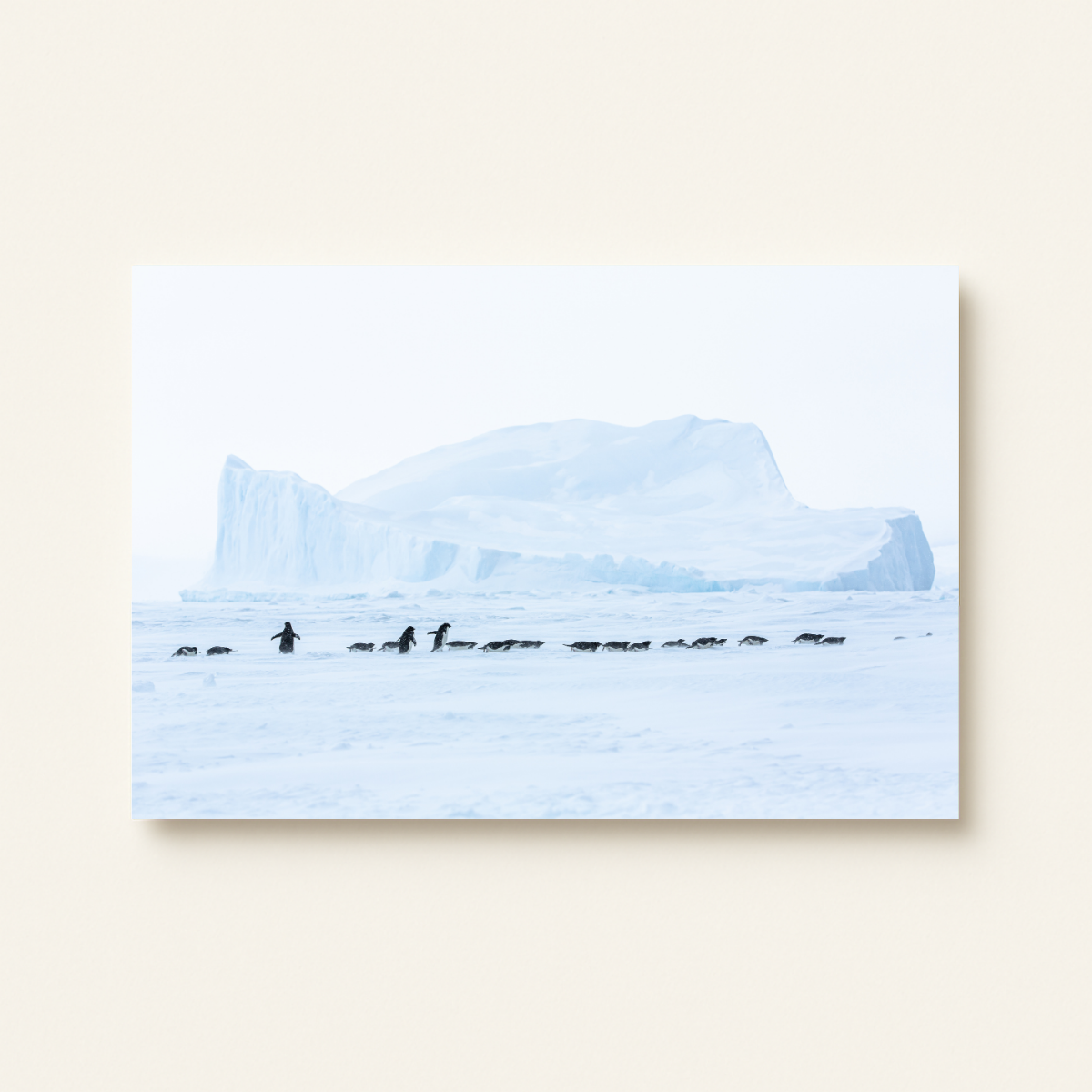 Adeliepinguine 2.0 (Leinwandprint 60x90cm)