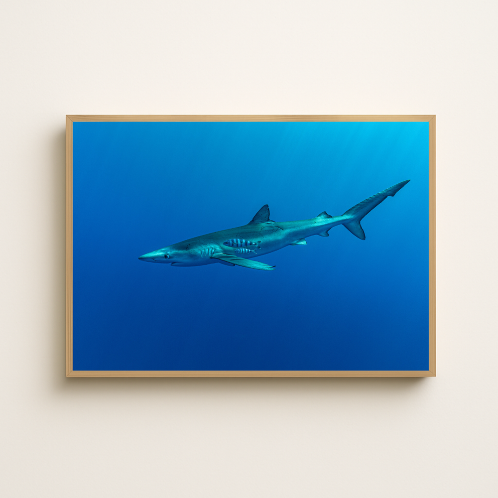 Blauhai 2.0 (Fine Art Print 30x45cm)