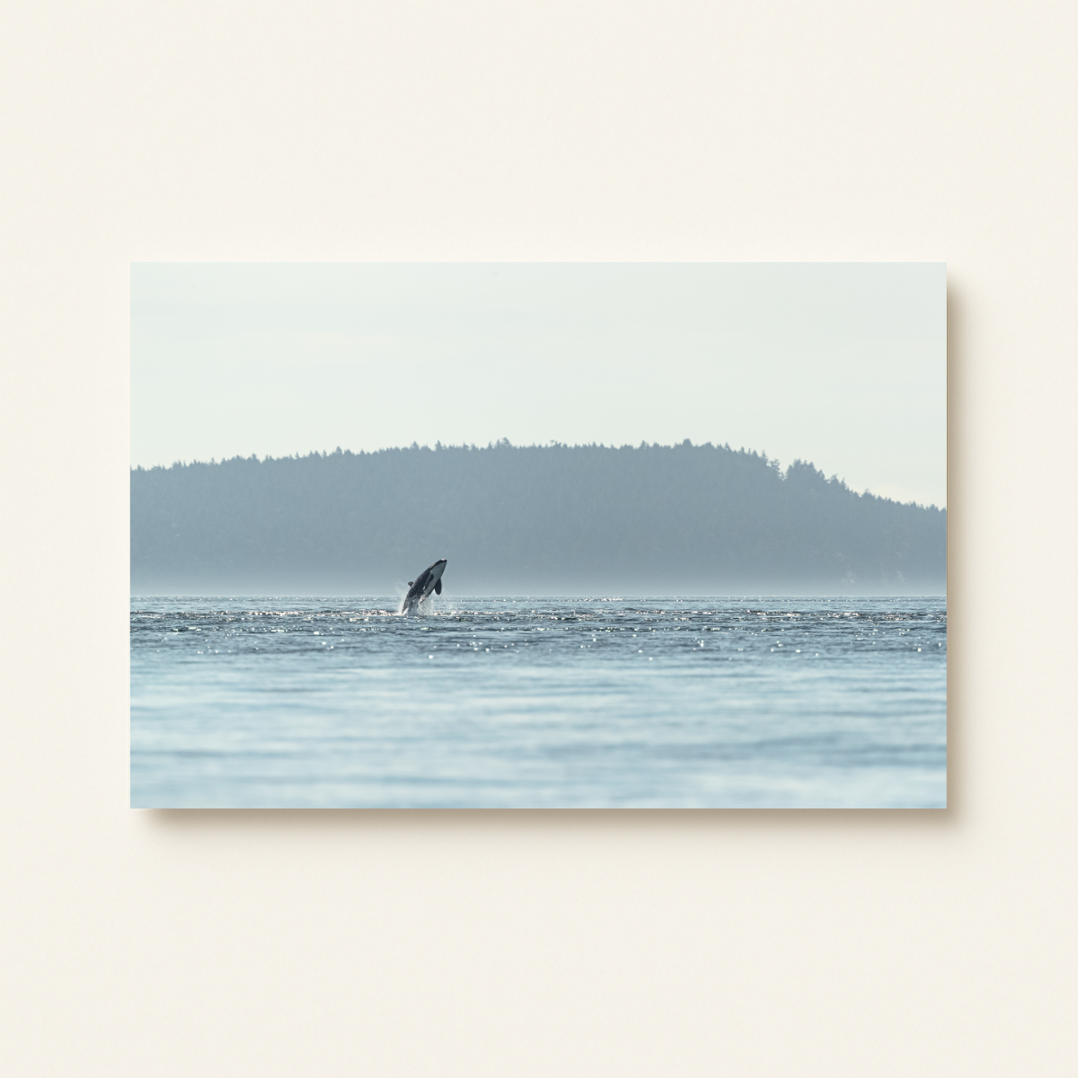 Orca im Sprung (Leinwandprint 60x90cm)