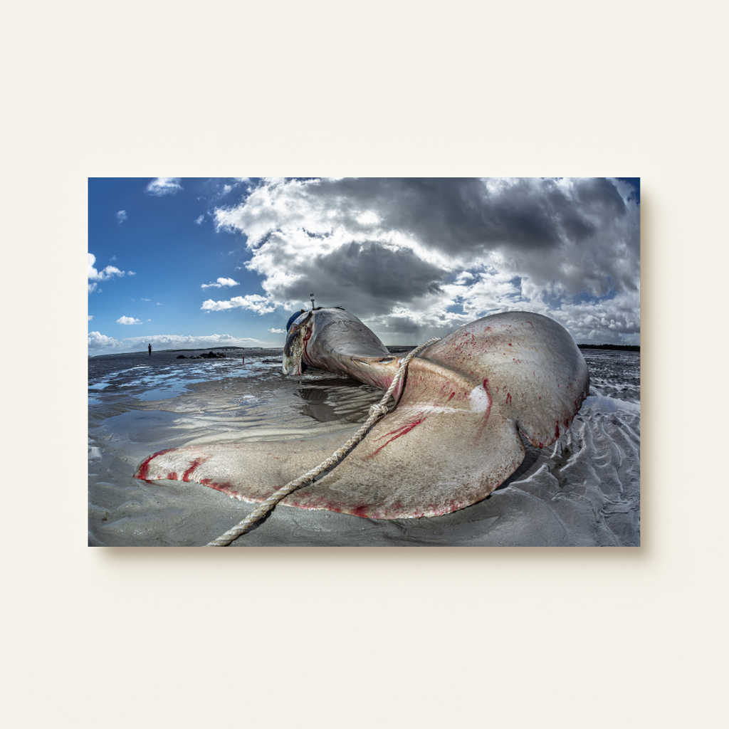 Orca Strandung in Australien (Leinwandprint 60x90cm)