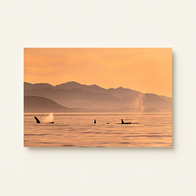 Orcafamilie (Leinwandprint 60x90cm)