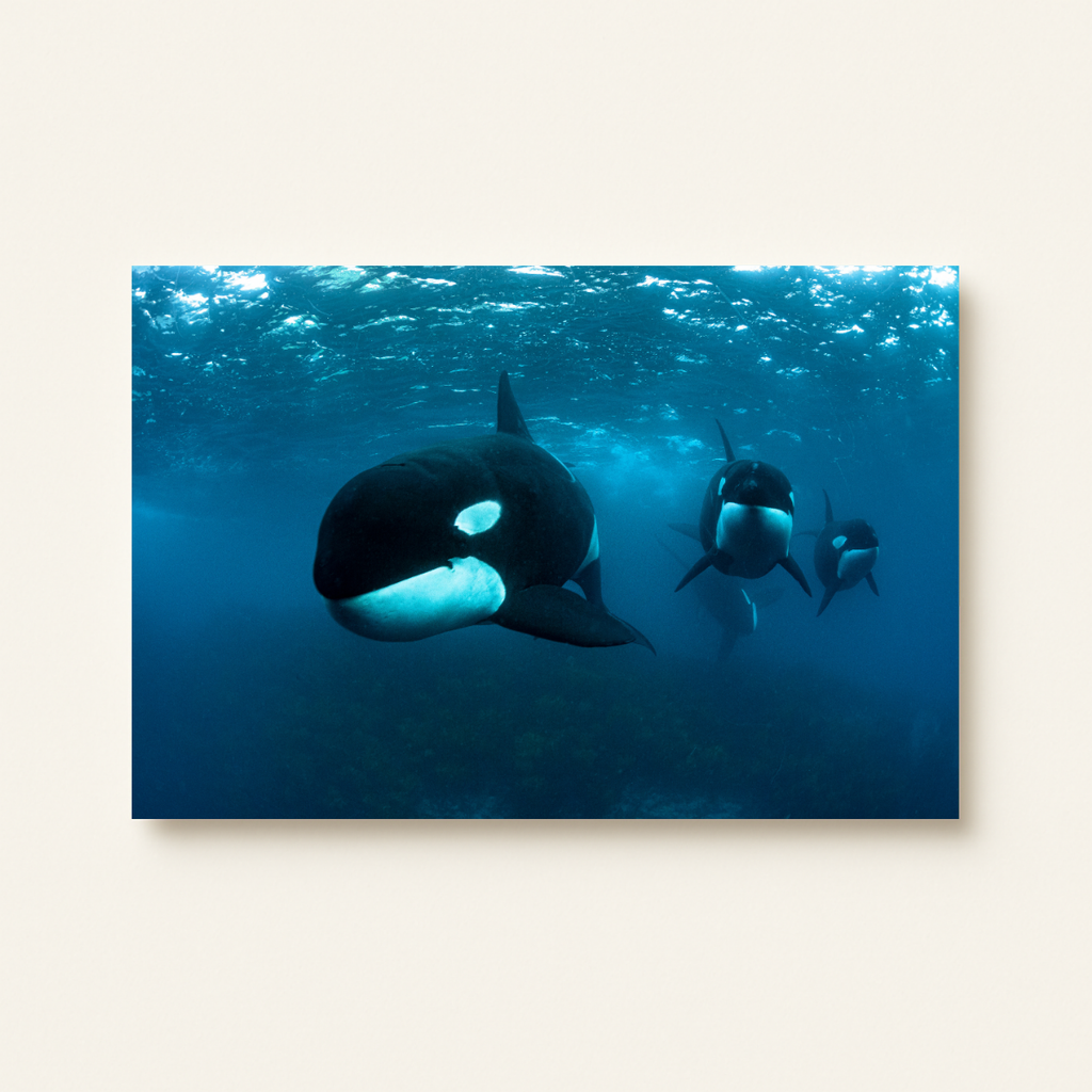 Orcas (Leinwandprint 60x90cm)