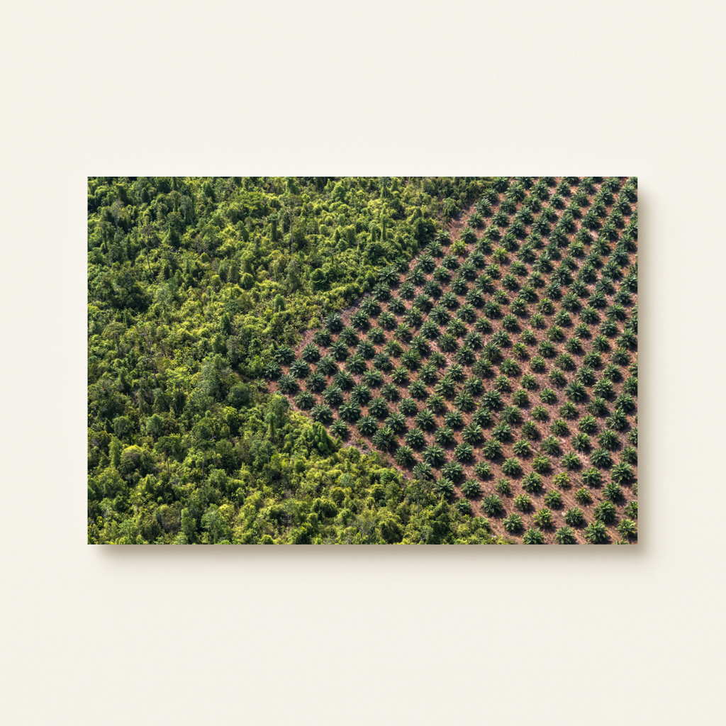 Palmöl-Plantage (Leinwandprint 60x90cm)