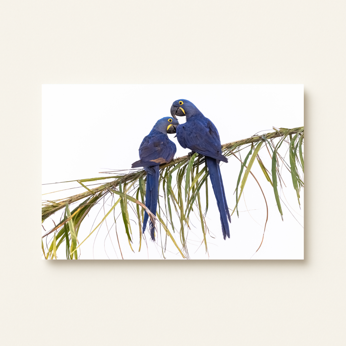 Papageienpaar (Leinwandprint 60x90cm)
