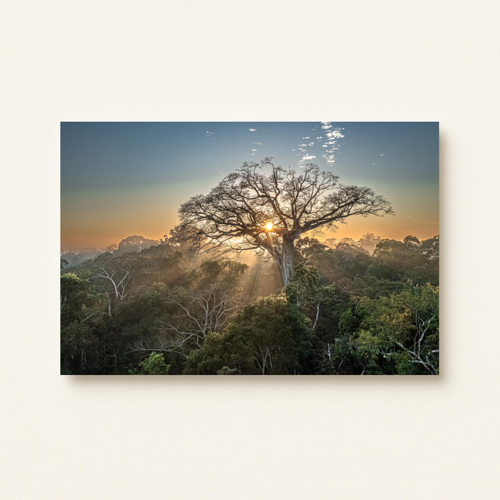 Peru Baum (Leinwandprint 60x90cm)