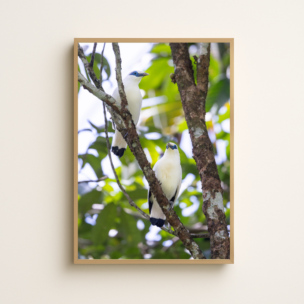 Bali Starling Paar (Fine Art Print 45x30cm)