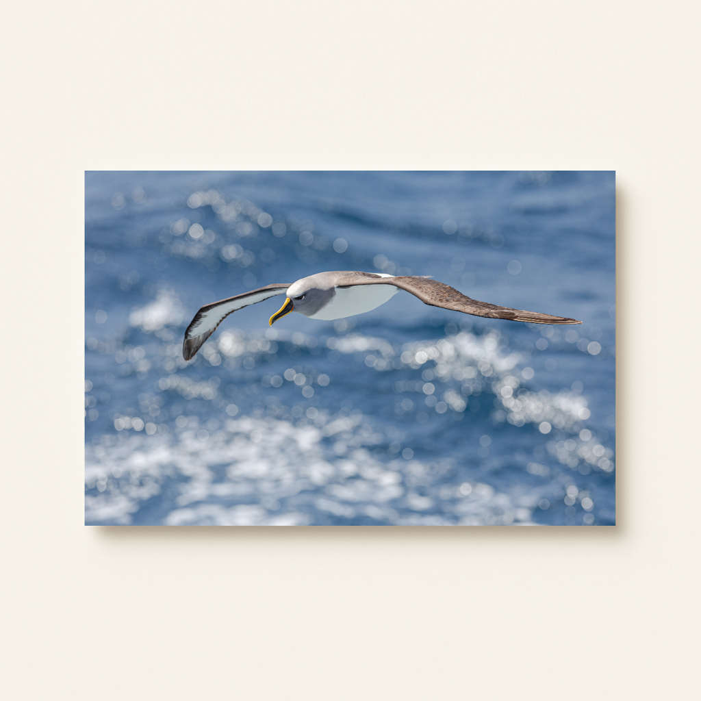 Albatross im Flug  (Leinwandprint 60x90cm)