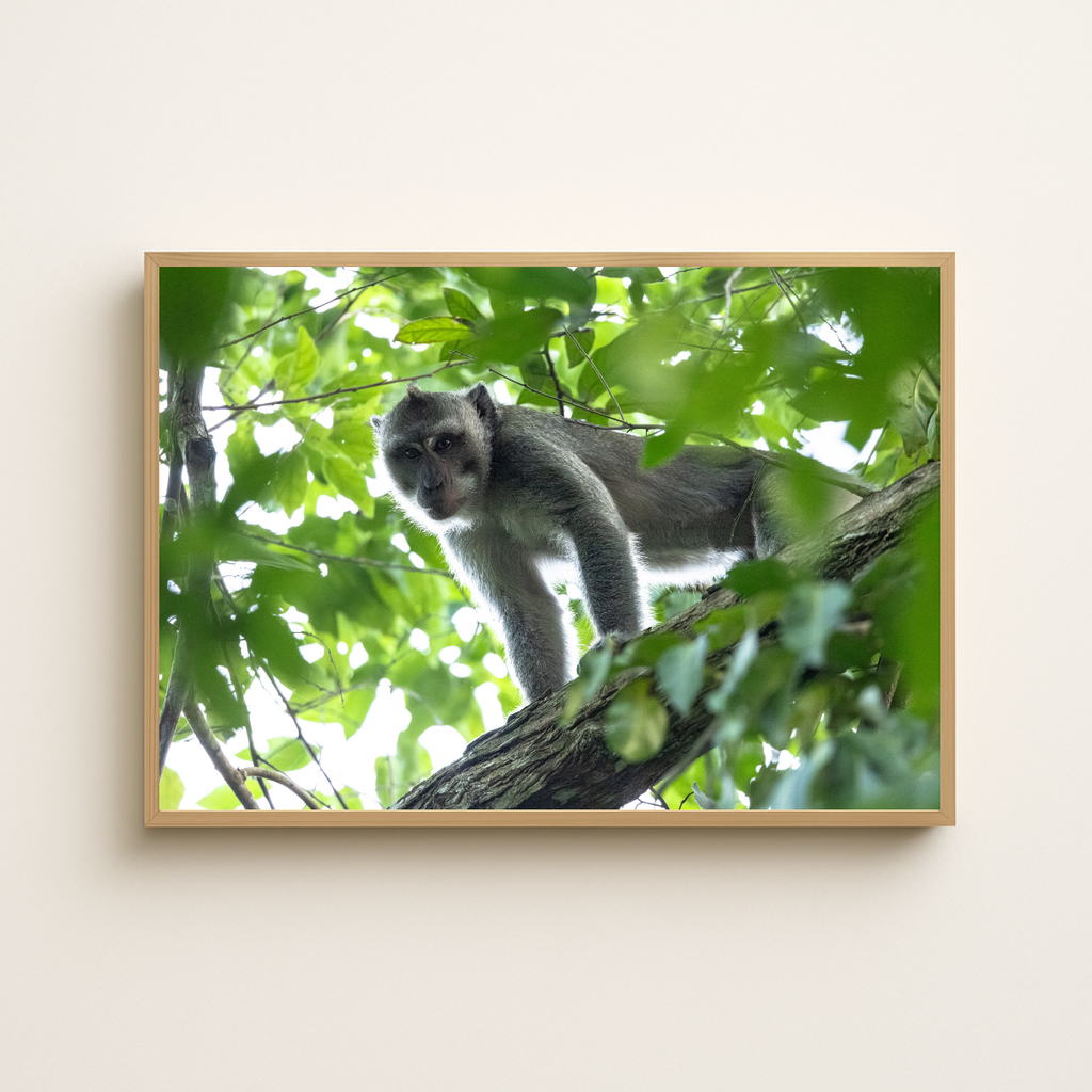 Makake 3.0 (Fine Art Print 30x45cm)
