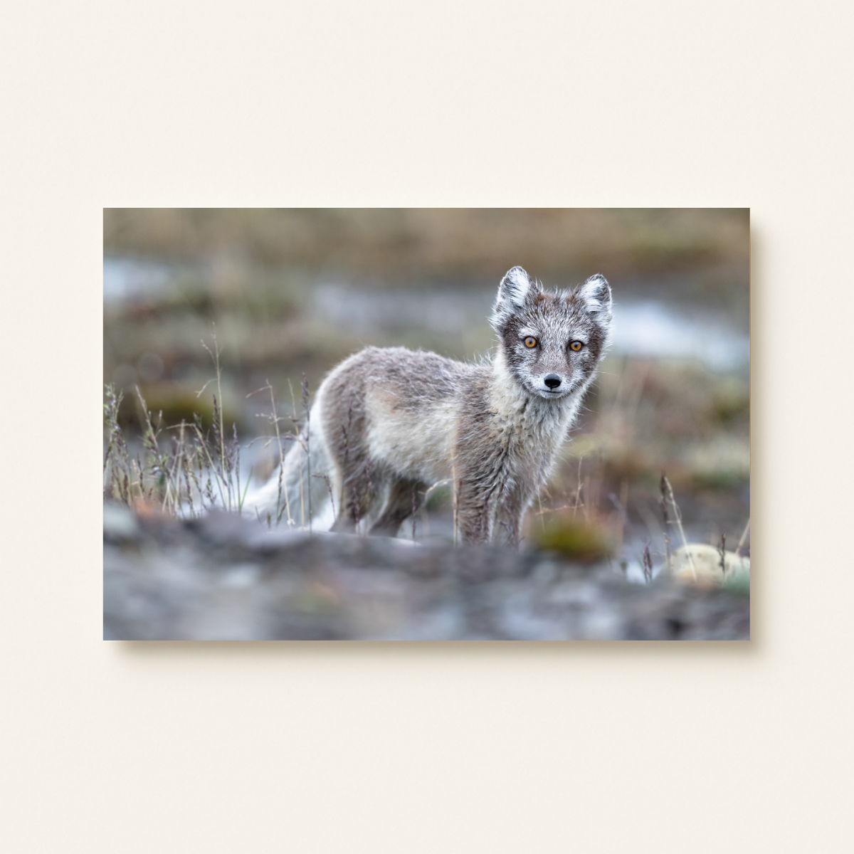 Polarfuchs (Leinwandprint 60x90cm)