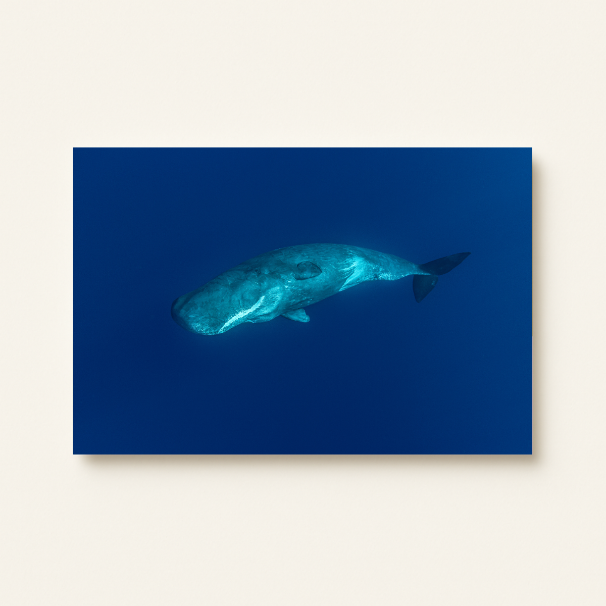 Pottwal (Leinwandprint 60x90cm)