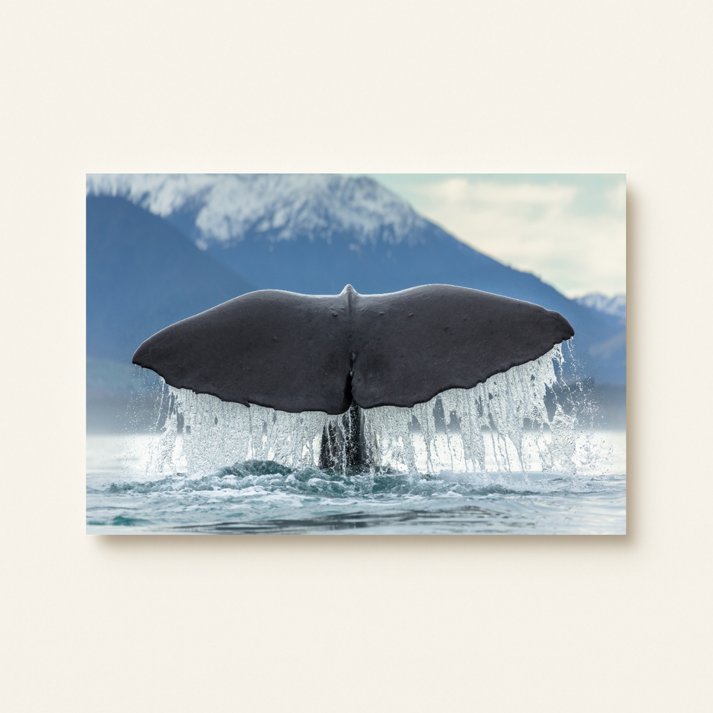 Pottwal-Fluke (Leinwandprint 60x90cm)