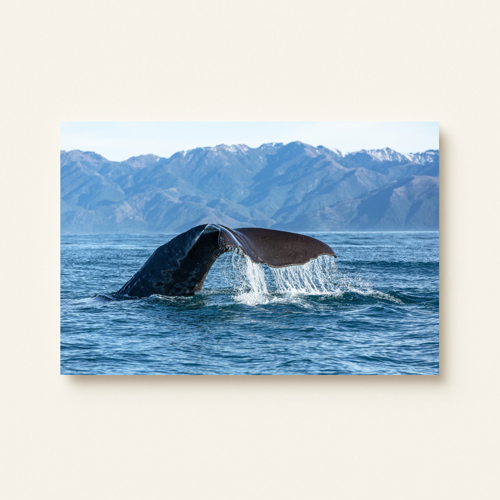 Pottwal-Fluke Neuseeland (Leinwandprint 60x90cm)