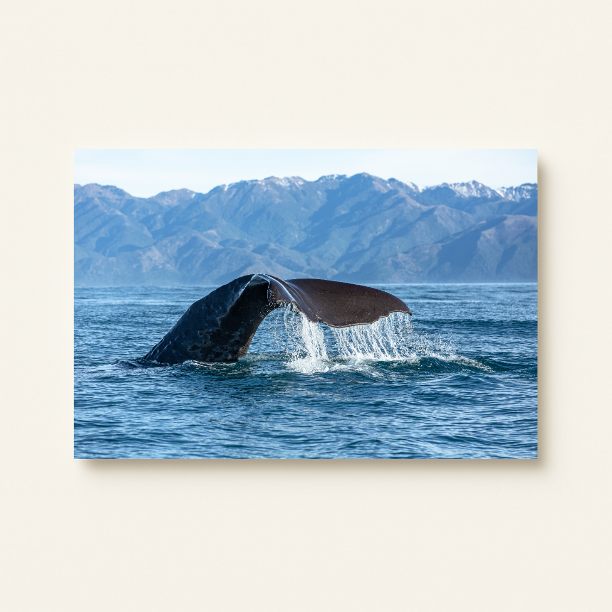 Pottwal-Fluke Neuseeland (Leinwandprint 60x90cm)
