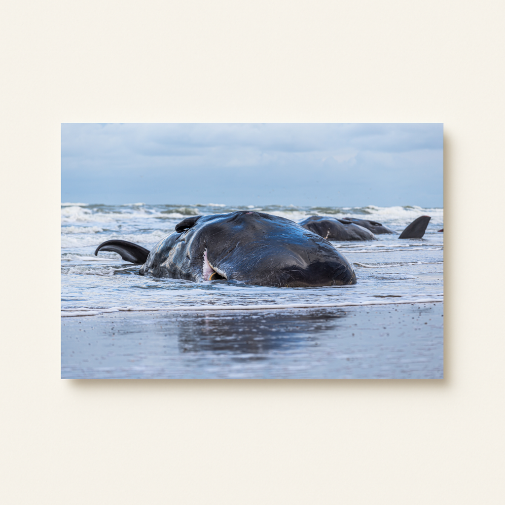 Pottwalstrandung (Leinwandprint 60x90cm)