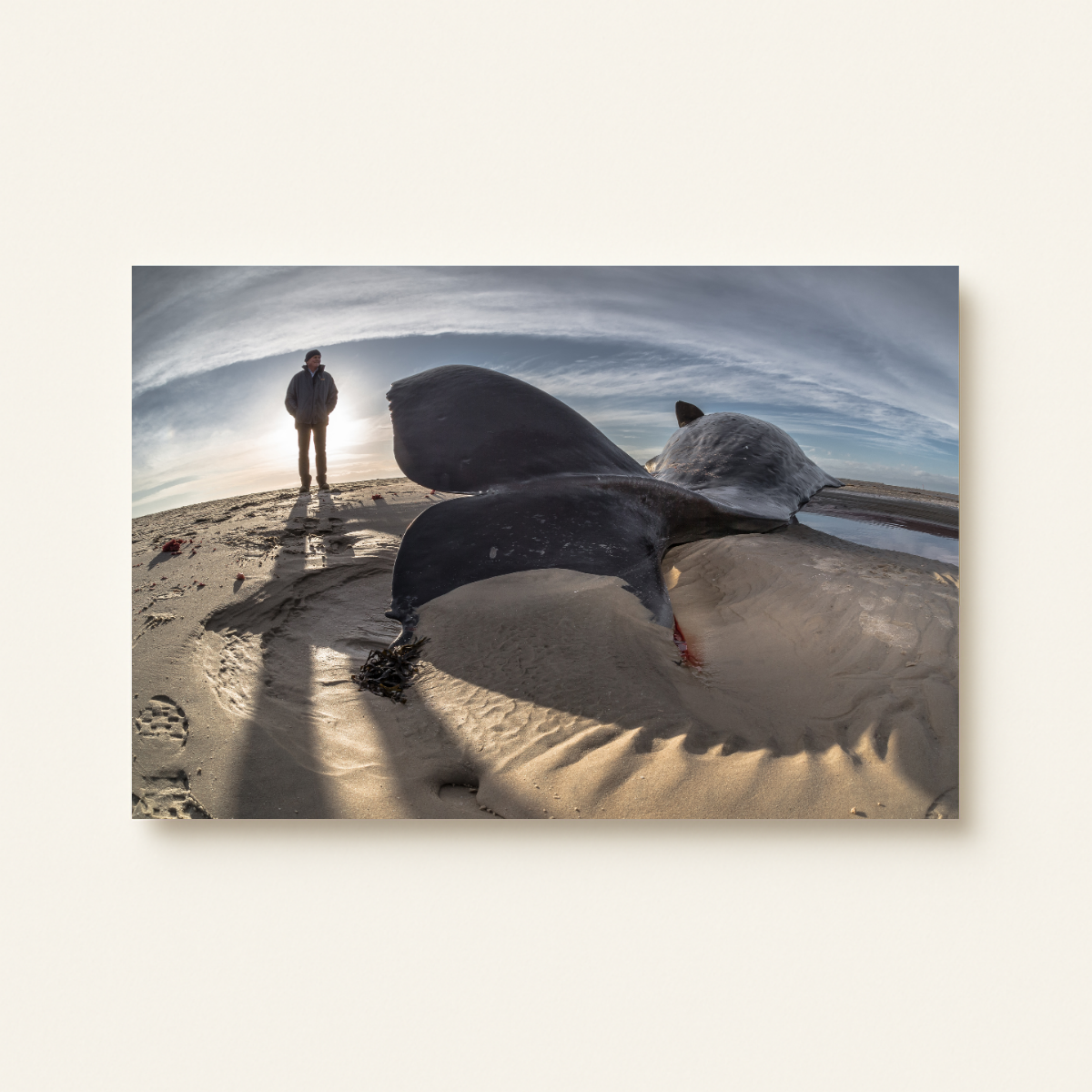 Pottwalstrandung 3.0 (Leinwandprint 60x90cm)