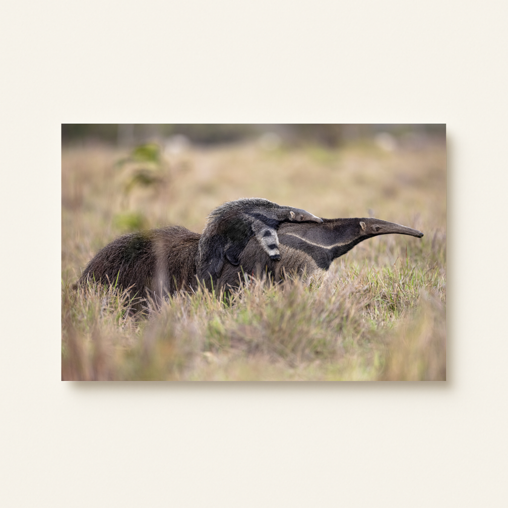 Ameisenbär (Leinwandprint 60x90cm)