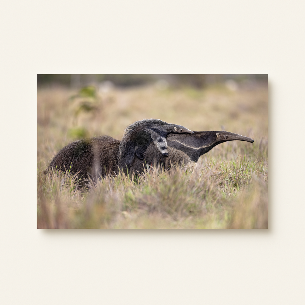Ameisenbär (Leinwandprint 60x90cm)