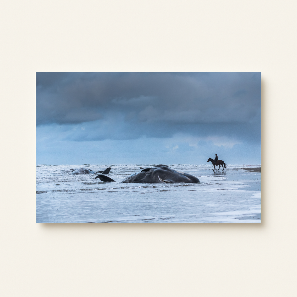 Pottwalstrandung 5.0 (Leinwandprint 60x90cm)