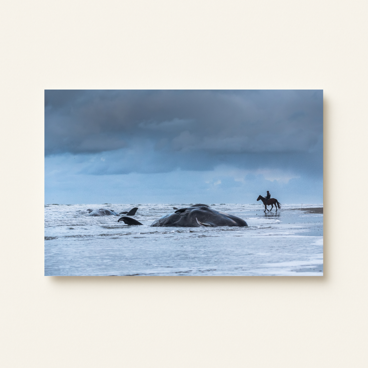 Pottwalstrandung 5.0 (Leinwandprint 60x90cm)