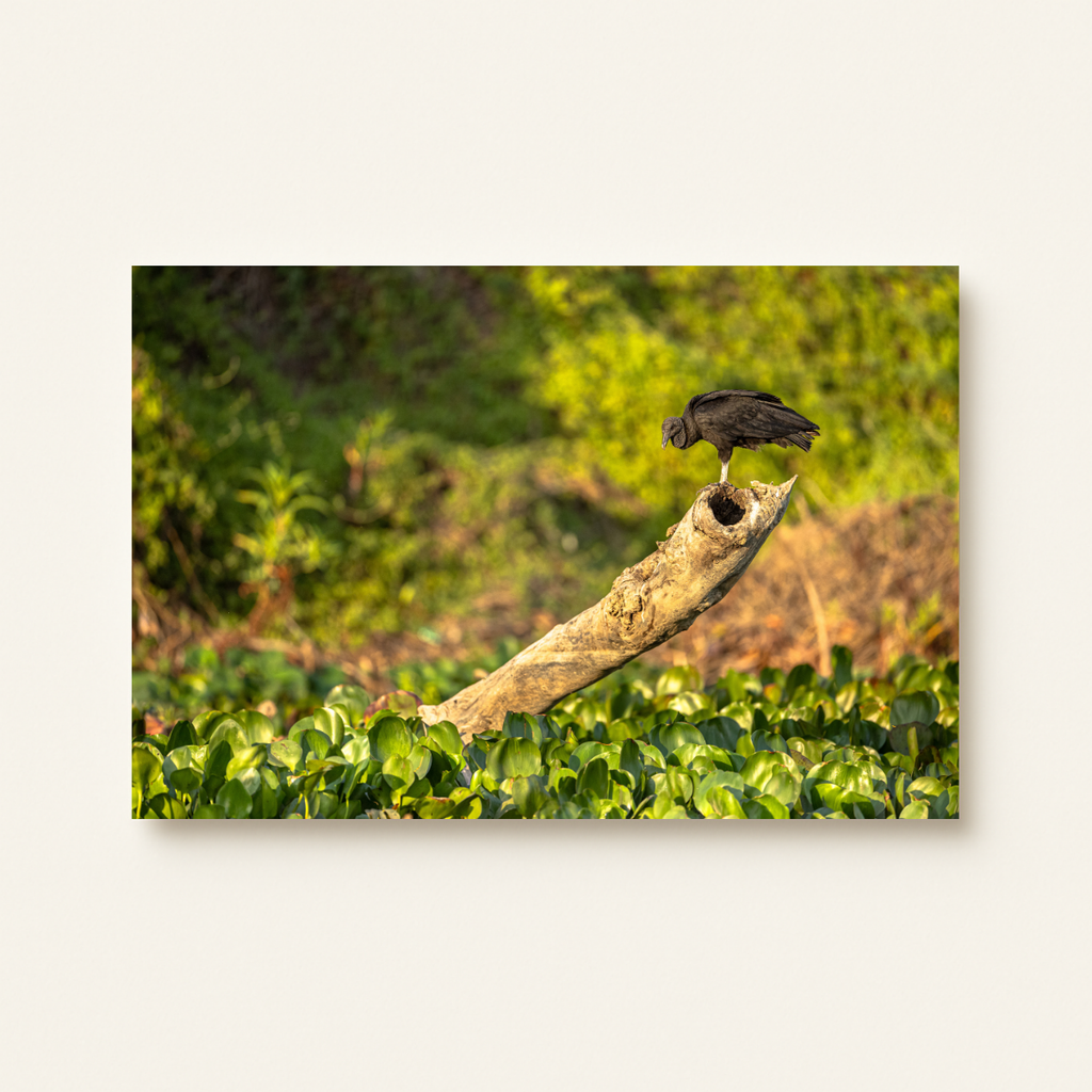 Rabengeier (Leinwandprint 60x90cm)