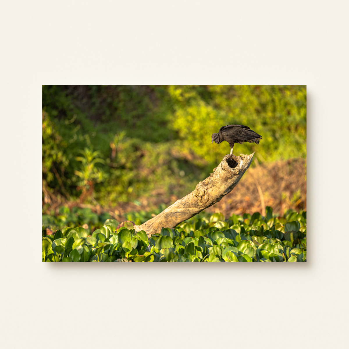 Rabengeier (Leinwandprint 60x90cm)