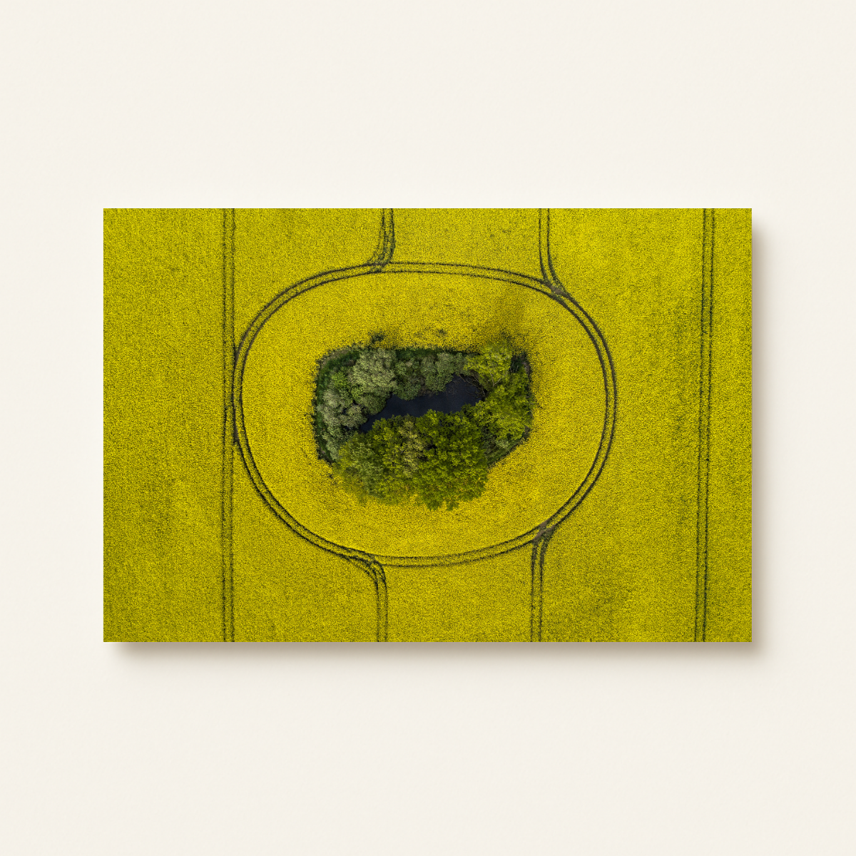 Rapsfeld (Leinwandprint 60x90cm)